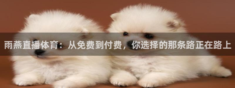 雨燕直播体育：从免费到付费，你选择的那条路正在路上