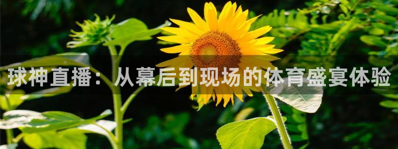 球神直播：从幕后到现场的体育盛宴体验