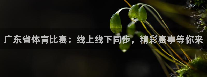 广东省体育比赛：线上线下同步，精彩赛事等你来